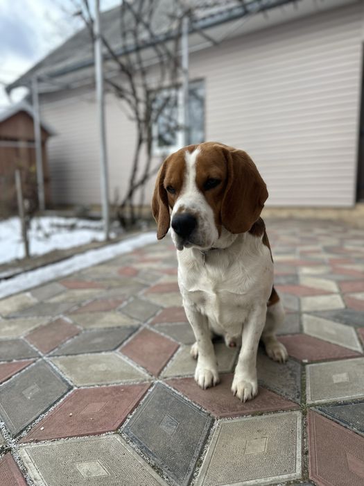 Вʼязка, собака бігль