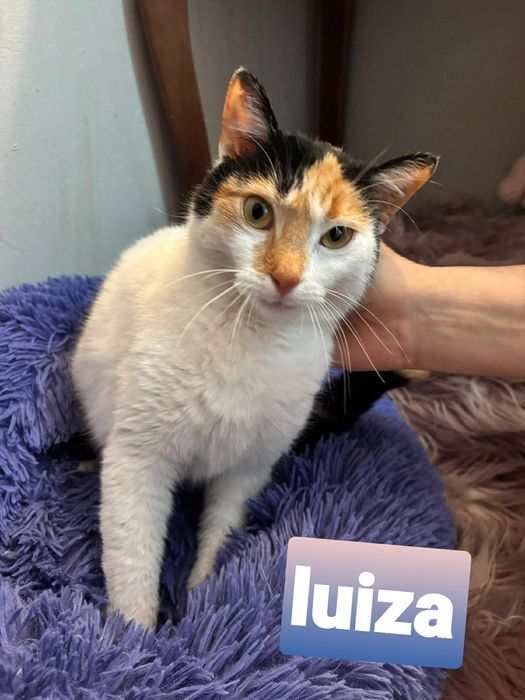 Urocza ,wysterylizowana kotka szuka kochajacego domu.