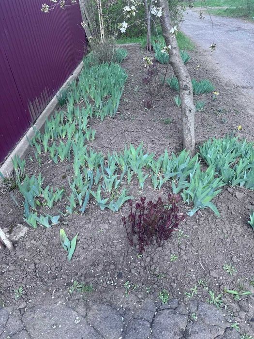 Продаж будинку в селі Червона Кам'янка Кіровоградської області.
