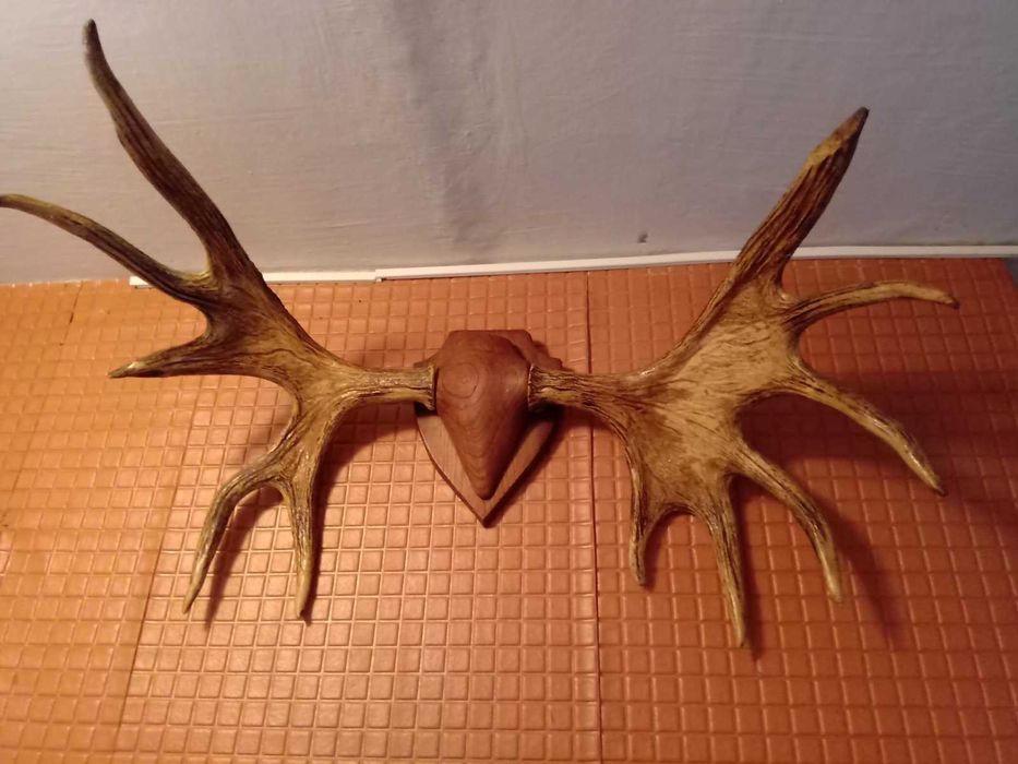 Рога великого лося, не оленя