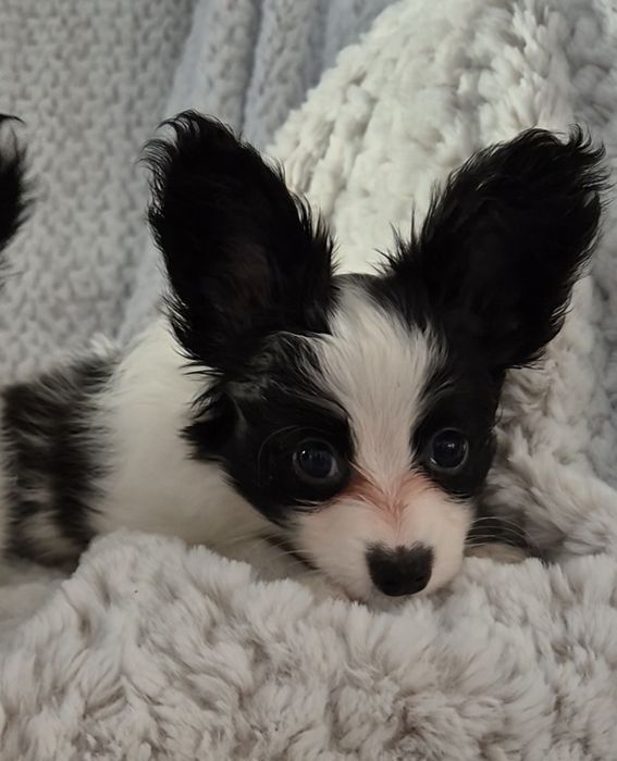 Papillon elegant zkwp fci