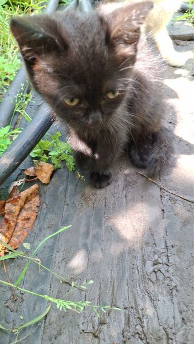 Кошенята від шотландської висловухої кішки