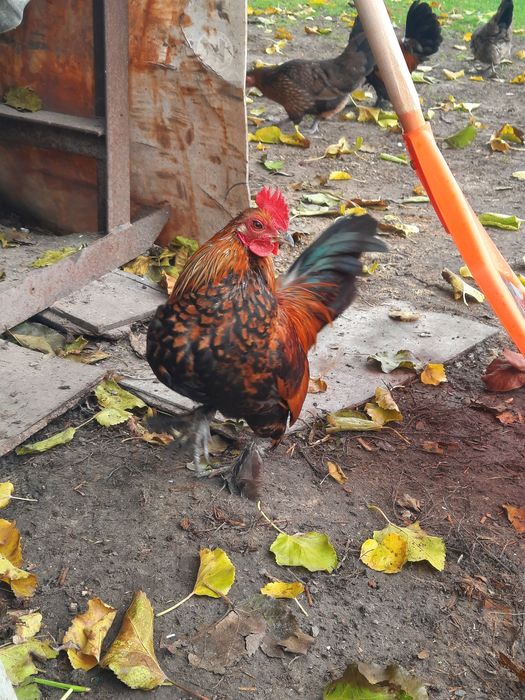 Продам декоративних півників