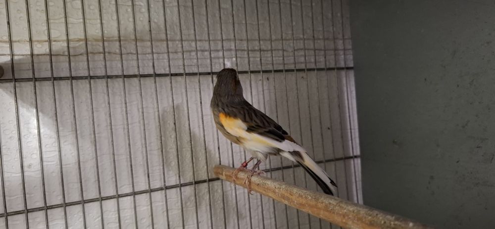 Vendo canários Arlecrim Português