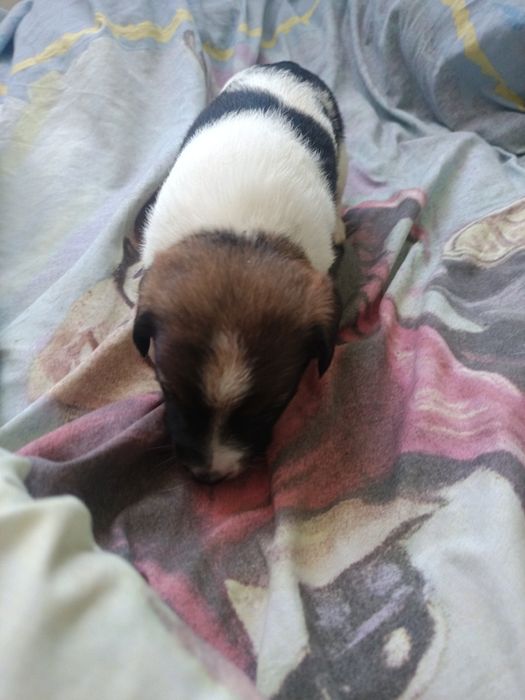 Oddam szczeniaki 2 pieski i 2 suczki