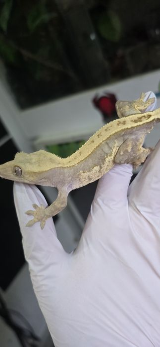 Zamienię gekony orzesione