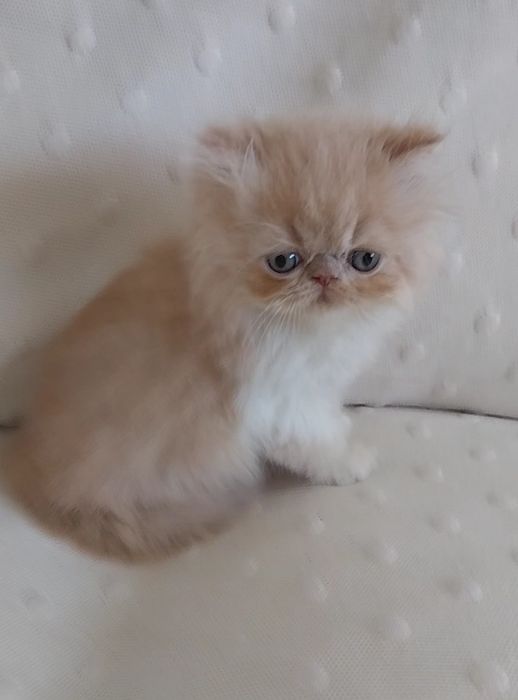 Gatinho persa Uma perfeição