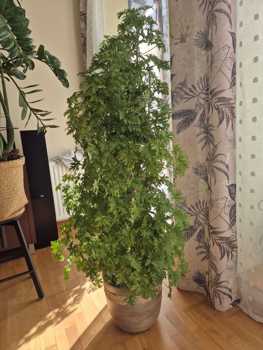 Geranium / anginka
