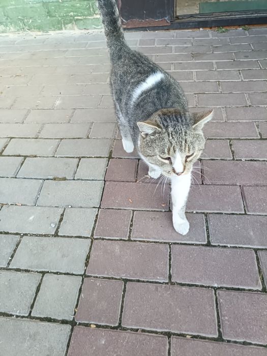 Котик шукає люблячу сім'ю