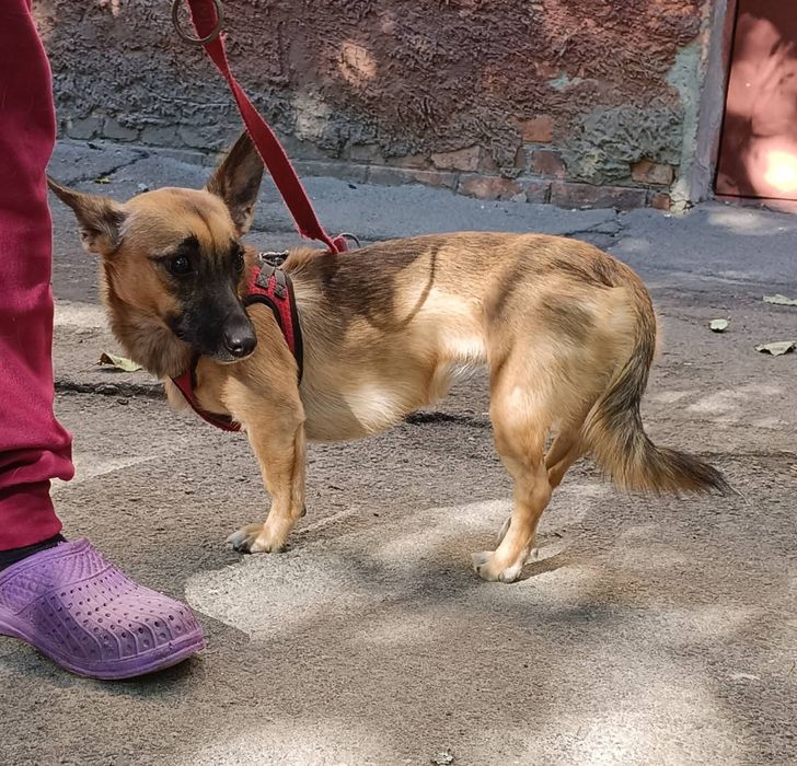 НІКУША дуже потрібна сім'я песик собачка