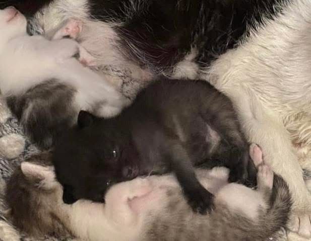 Mambo pilnie  szuka domu