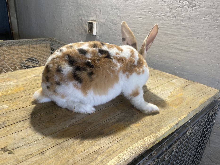 Rex trójbarwny, samczyk, królik