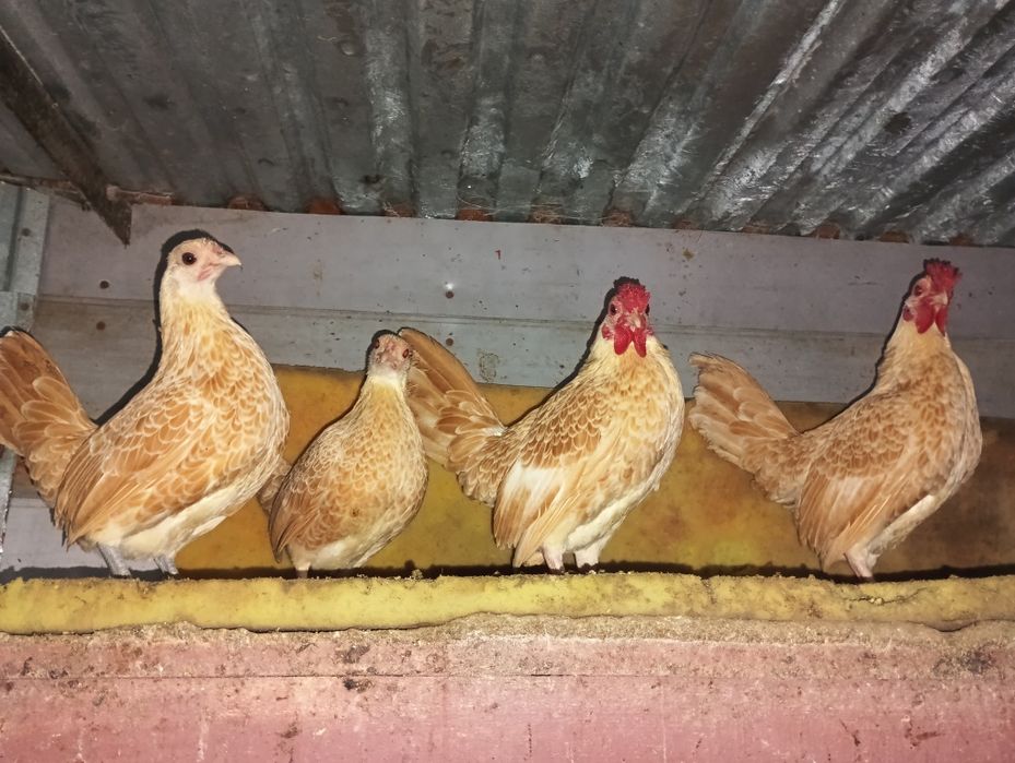 Sebytki wielbłądzie