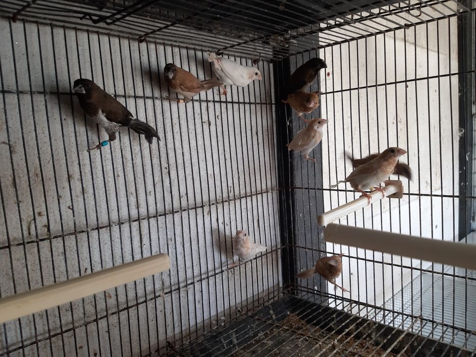 Cedência bengalins