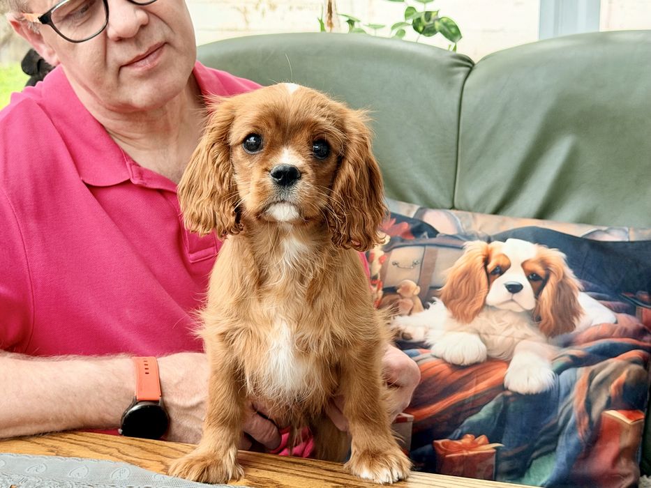 Cavalier King Charles Spaniel CUDNY Chlopczyk ZKwP