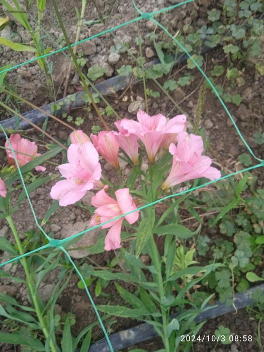 Продам коріння альстромерії.