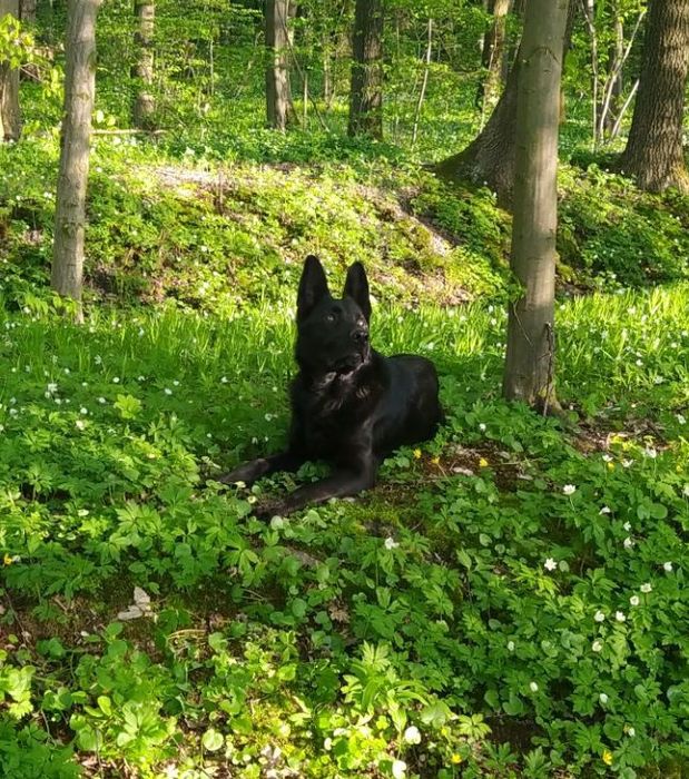 Цуценя німецької вівчарки