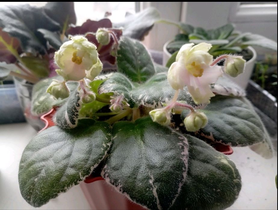 Фіалочки. Сеноплії