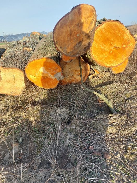 Drewno olszyna opał