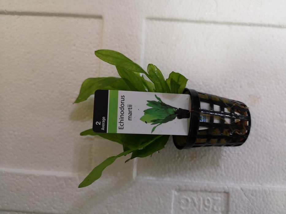 Rosliny koszyk premium sklep schangri.pl podwodny swiat kraków