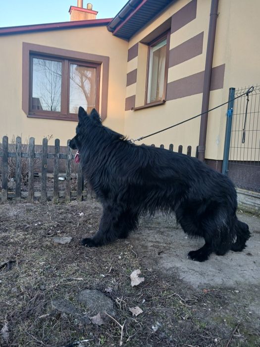 Owczarek niemiecki długowłosy