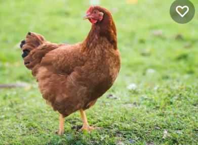 Тетра Н Курка курчата