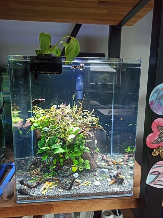 Sprzedam Aquael optibend 72l