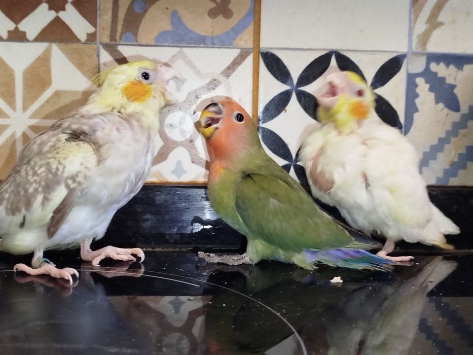 Caturras domésticadas