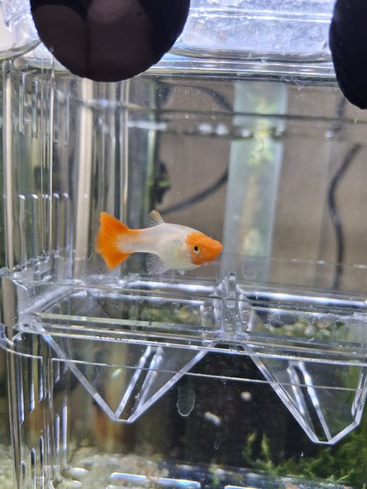 Guppy Puros  Platinum Koi