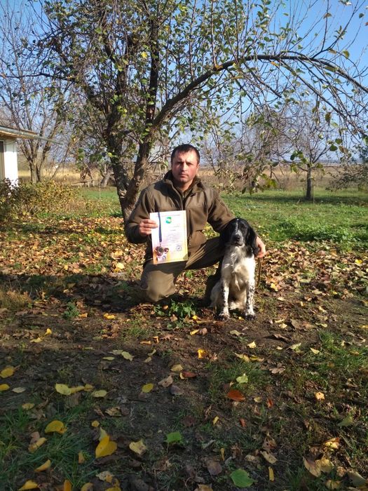 Кобель для вязки