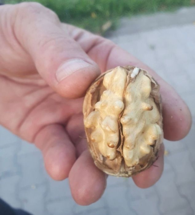 Orzechy włoskie  Jacek