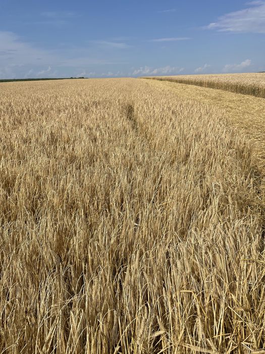 Насіня озимого ячменю