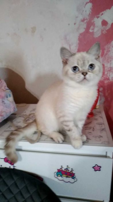Котик,котёнок,белый,шишшилла серебристая. Кот.