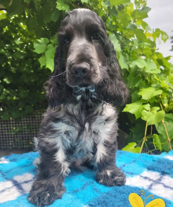 Szczenię cocker spaniel ang.