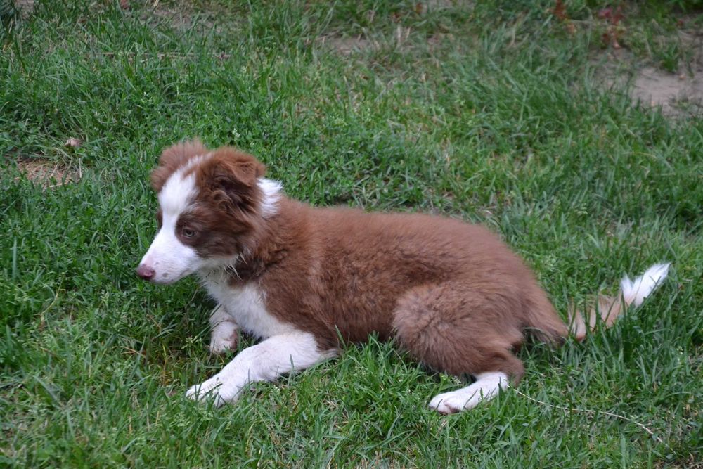 Border Collie szczeniaczki