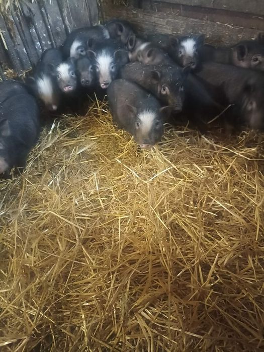 Поросята корейські