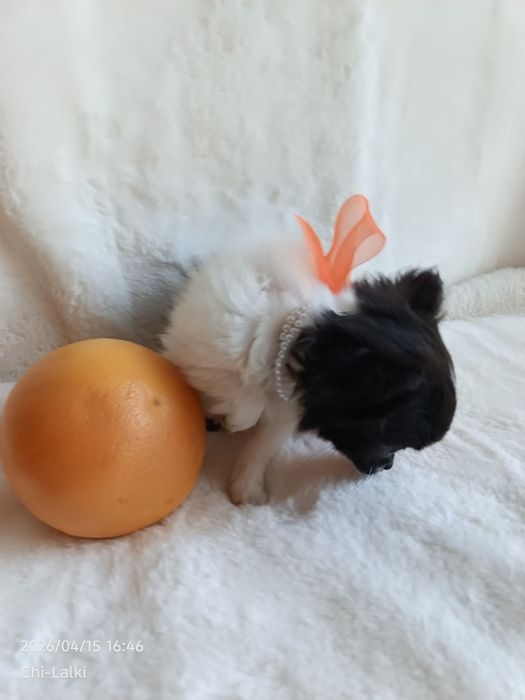 Chihuahua piesek chłopiec samczyk dlugowlosy