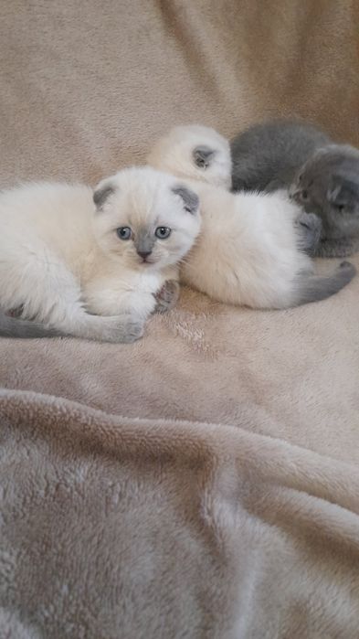 висловухі кошенята хлопчики і дівчатка