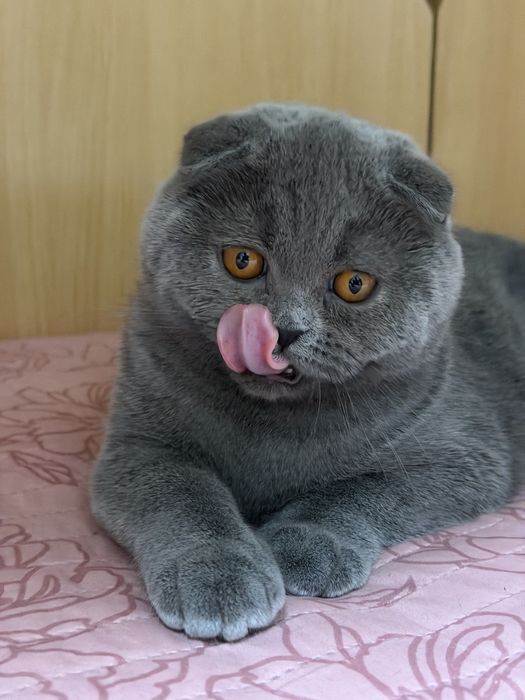 Шотланська чистокровна красуня