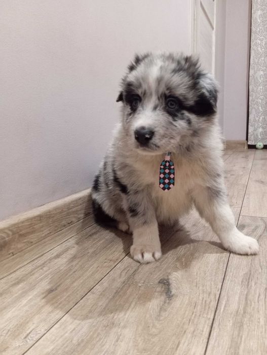 Border Collie z rodowodem