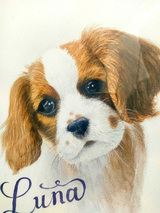 Portret psa – King Charles Spaniel, Oryginalny Obraz Akwarela, ołówki