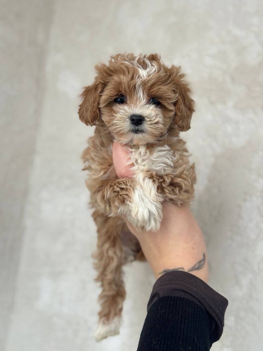 Мальтіпу міні карамельна з білими маркерами київ