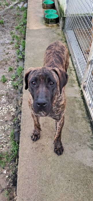 Fêmea presa canário