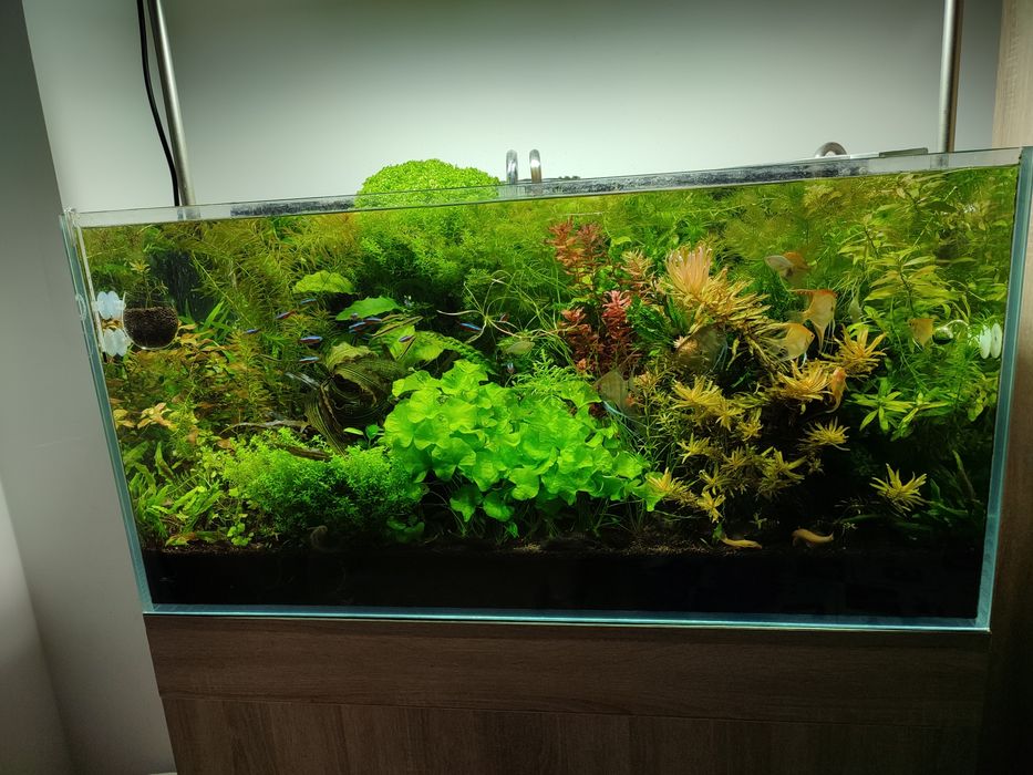 Sprzedam rośliny do akwarium