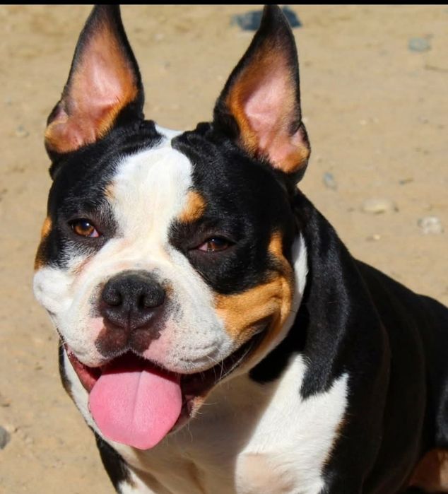 AMERICAN BULLY po Championie wyższy  pocket,samiec, szczeniak