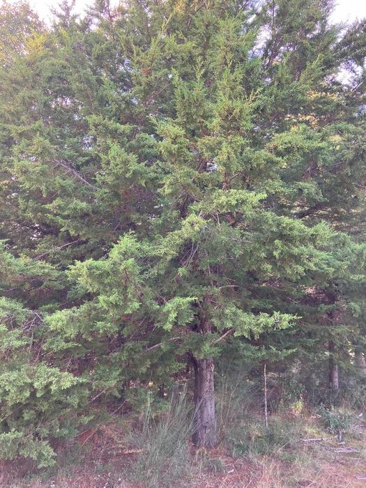 24 hectares de Cupressus para abate