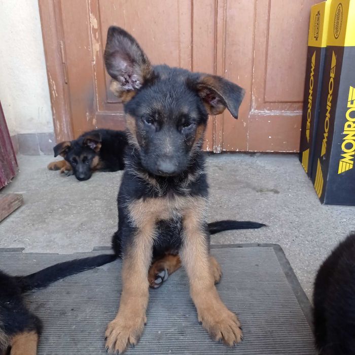 Цуценята німецької вівчарки