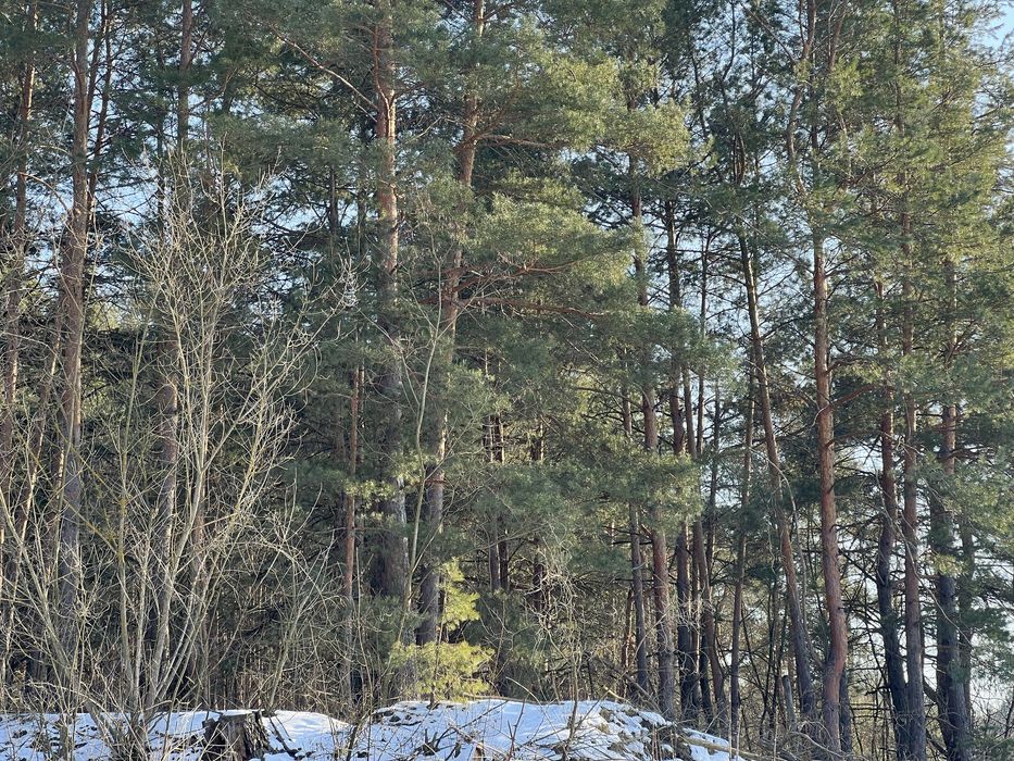 Земля 6гек Пуховка начало Лес свет газ асфальт интернет