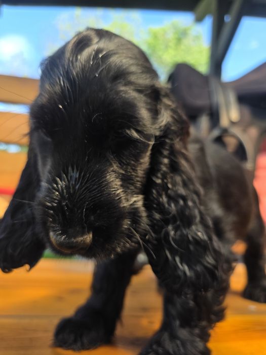 Cocker spaniel angielski Mambo z genem czekoladowym