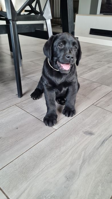 Czarny samiec Labrador Retriever ZKwP FCI